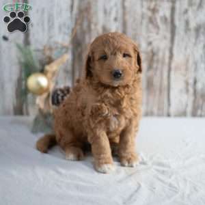 Gary, Mini Goldendoodle Puppy